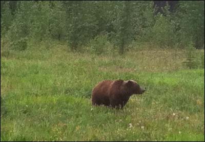 Brown bear feeding on sedge along the Haines Highway, Yukon Territory. Photo copyright 2011 by Sam Unruh.