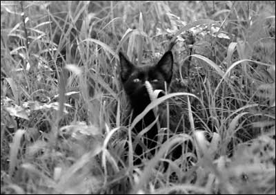 A curious black cat in the grass in Pawnee Rock. Photo copyright 2009 by Leon Unruh.