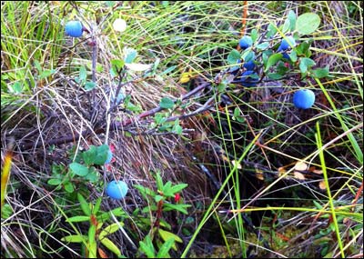 Blueberries in the tundra near Fairbanks. Photo copyright 2011 by Leon Unruh.