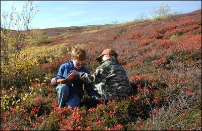 The boys pick blueberries on a mountainside north of Anchorage. Photo copyright 2010 by Leon Unruh.