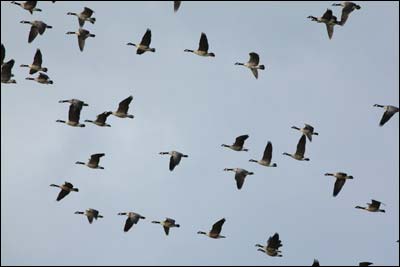 Canada geese fly over Fairbanks, Alaska, in August 2010. Photo copyright 2010 by Leon Unruh.