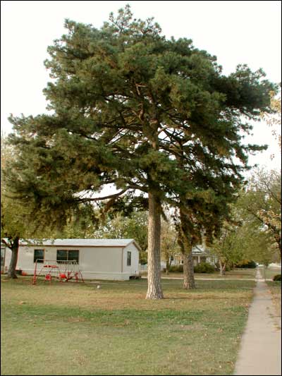 Pines along Pawnee Rock's Centre Street. Photo copyright 2008 by Leon Unruh.