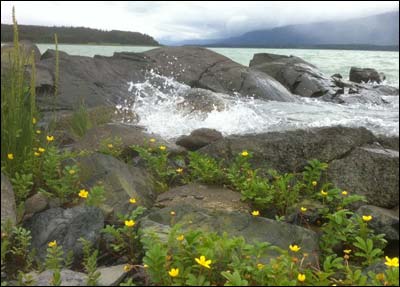 Rocky shore and flowers, Chilkat State Recreation Area near Haines. Photo copyright 2011 by Leon Unruh.