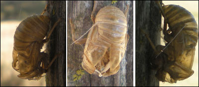 Cicadas in Pawnee Rock. Photos copyright 2010 by Leon Unruh.