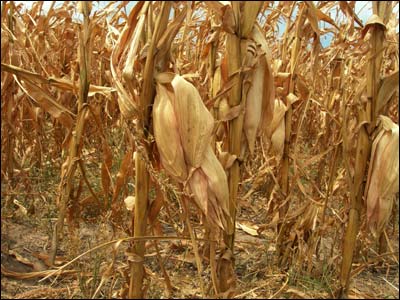 Dried corn near Pawnee Rock. Photo copyright 2010 by Leon Unruh.