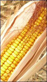 Feed corn. Photo copyright 2010 by Leon Unruh.