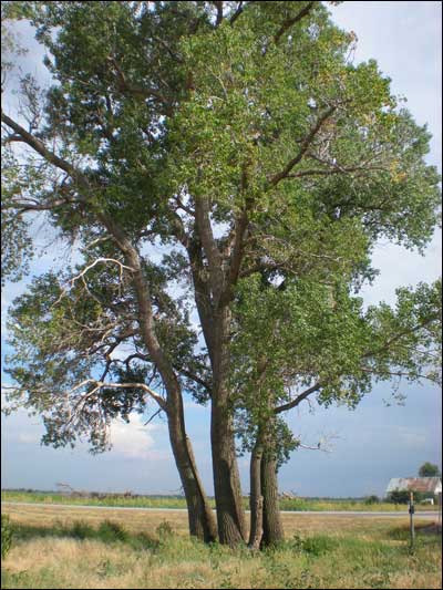 Cottonwoods along the highway a mile east of Pawnee Rock. Photo copyright 2010 by Leon Unruh.