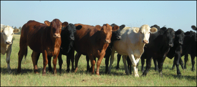 Cattle approach a visitor north of Pawnee Rock. Photo copyright 2010 by Leon Unruh.