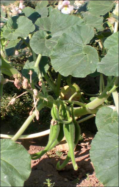 Devil's claw plant near Pawnee Rock. Photo copyright 2011 by Leon Unruh.