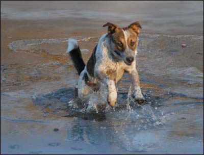 One of Jim Dye's dog at the Arkansas River on January 20, 2010. Photo copyright 2010 by Jim Dye.