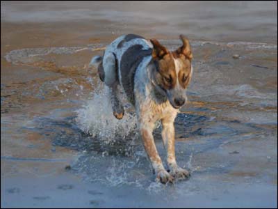 One of Jim Dye's dog at the Arkansas River on January 20, 2010. Photo copyright 2010 by Jim Dye.