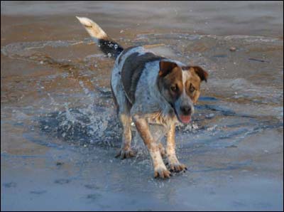 One of Jim Dye's dog at the Arkansas River on January 20, 2010. Photo copyright 2010 by Jim Dye.