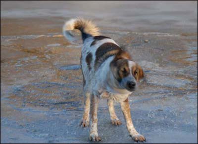 One of Jim Dye's dog at the Arkansas River on January 20, 2010. Photo copyright 2010 by Jim Dye.