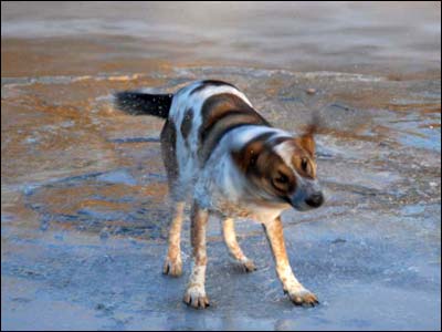 One of Jim Dye's dog at the Arkansas River on January 20, 2010. Photo copyright 2010 by Jim Dye.