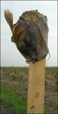 Catfish head on a fencepost in central Kansas. Photo copyright 2009 by Leon Unruh.