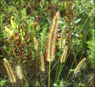 Grass from a ditch north of Pawnee Rock, Kansas. Photo copyright 2011 by Leon Unruh.