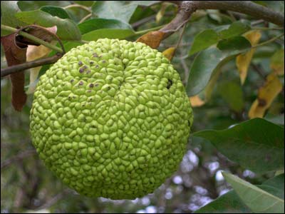 Hedge apple, osage orange, in a shelterbelt near Pawnee Rock. Photo copyright 2006 by Leon Unruh.