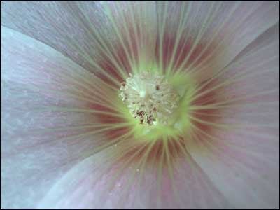 Hollyhock, Pawnee Rock. Photo copyright 2010 by Leon Unruh.