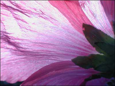 Hollyhock, Pawnee Rock. Photo copyright 2010 by Leon Unruh.