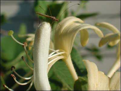 Honeysuckle blossom. Photo copyright 2010 by Leon Unruh.