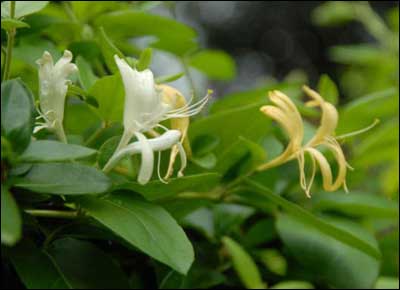 Honeysuckle. Photo copyright 2010 by Jim Dye.