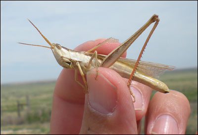 Grasshoppper in my hand. Photo copyright 2010 by Leon Unruh.