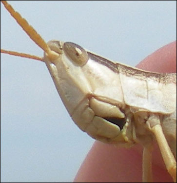 Grasshoppper head. Photo copyright 2010 by Leon Unruh.