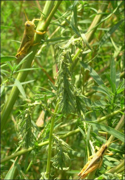 Grasshoppers in the Arkansas River bed south of Pawnee Rock. Photo copyright 2009 by Leon Unruh.