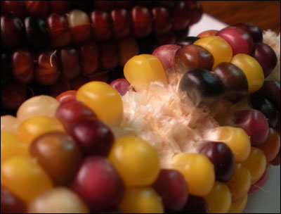 Indian corn. Photo copyright 2008 by Leon Unruh.