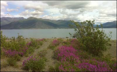 Wildflowers at Kluane Lake, Yukon Territory. Photo copyright 2011 by Leon Unruh.