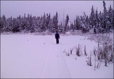 Walking past cattails on a lake in Fairbanks, Alaska. Photo copyright 2009 by Leon Unruh.