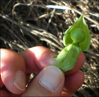 Plant, possibly a Chinese lantern, near Pawnee Rock, Kansas. Photo copyright 2010 by Leon Unruh.