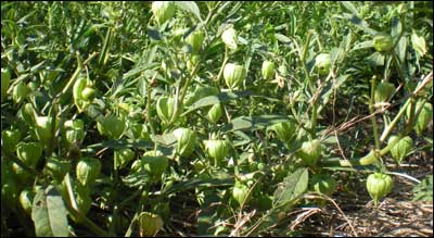 Plant, possibly a Chinese lantern, near Pawnee Rock, Kansas. Photo copyright 2010 by Leon Unruh.