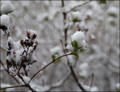 Snow, held for a moment by a lilac. Photo copyright 2011 by Jim Dye.