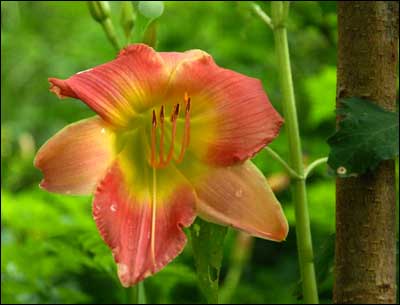 Lily. Photo copyright 2010 by Jim Dye.