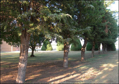 Cedars along the south side of Peace Lutheran Church near Albert. Photo copyright 2010 by Leon Unruh.