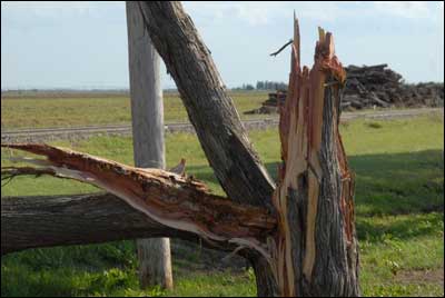 Broken cedar at Pawnee Rock historical marker pullout, May 10, 2010. Photo by Jim Dye. Photo copyright 2010 by Jim Dye.