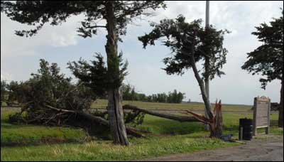 Broken cedar at Pawnee Rock historical marker pullout, May 10, 2010. Photo by Jim Dye. Photo copyright 2010 by Jim Dye.