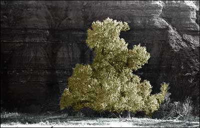 Cottonwood tree and bluff in western Oklahoma. Photo copyright 2010 by Leon Unruh.