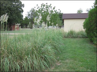 Summer's growth of pampas grass in 2011 in the Mixes' backyard. Photo copyright 2011 by Larry Mix.