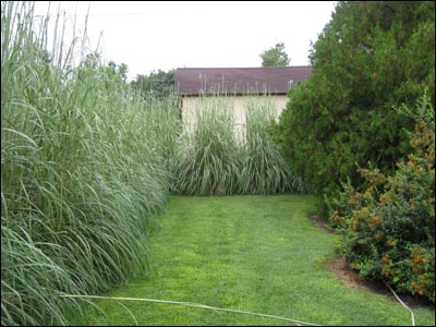 Summer's growth of pampas grass in a normal year in the Mixes' backyard. Photo copyright 2011 by Larry Mix.