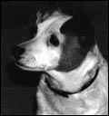 My dog, Patches, 1970s. Photo copyright 2011 by Leon Unruh.