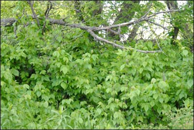 Greenery along the Arkansas River. Photo copyright 2010 by Jim Dye.