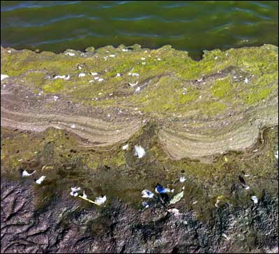 Pond scum. Photo copyright 2011 by Leon Unruh.