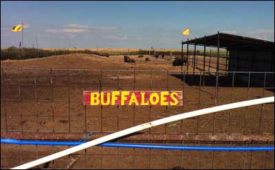 Bison at Prairie Dog Town, Oakley, Kansas. Photo copyright 2010 by Leon Unruh.