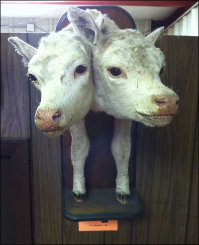 Two-headed calf at Prairie Dog Town, Oakley, Kansas. Photo copyright 2010 by Leon Unruh.