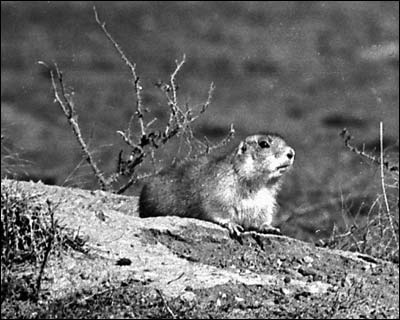 Prairie dog south of Pawnee Rock. Photo copyright 2009 by Leon Unruh.