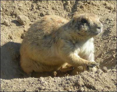 Prairie dog at Prairie Dog Town, Oakley, Kansas. Photo copyright 2010 by Leon Unruh.