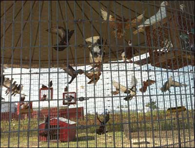 Aviary of pigeons at Prairie Dog Town, Oakley, Kansas. Photo copyright 2010 by Leon Unruh.