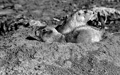 Prairie dogs in a field south of Pawnee Rock. Photo copyright 2010 by Leon Unruh.